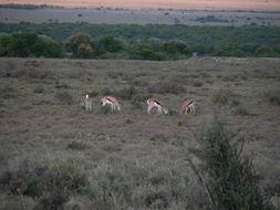 Image of Springbok