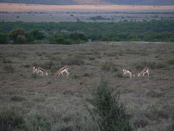 Image of Springbok