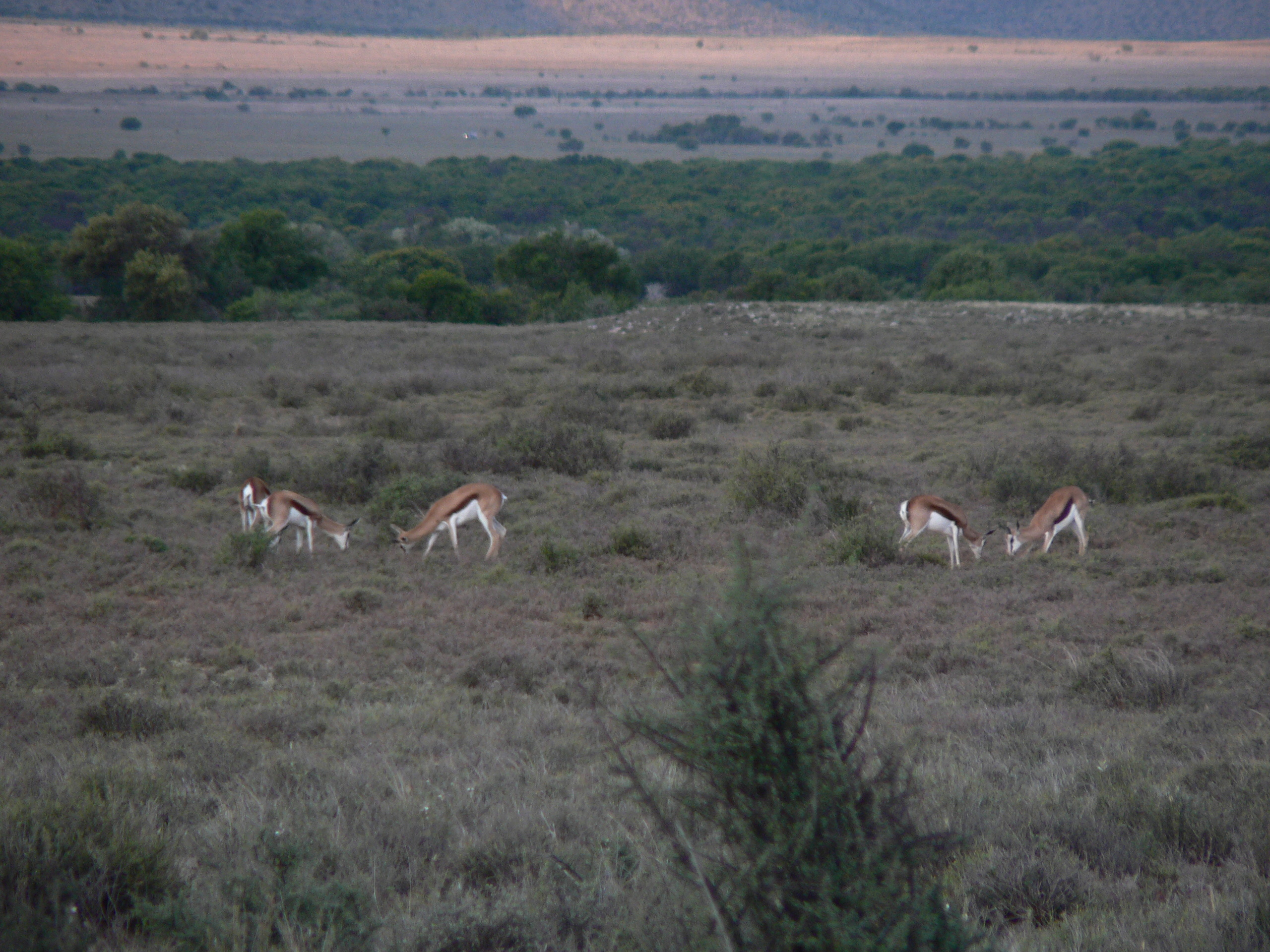 Image of Springbok