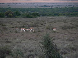 Image of Springbok