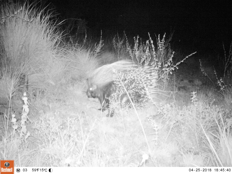 Image of African Porcupine