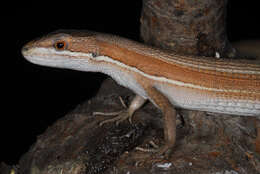 صورة Takydromus wolteri (Fischer 1885)