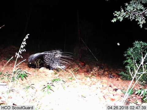 Image of African Porcupine