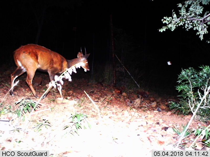 Image of Bushbuck