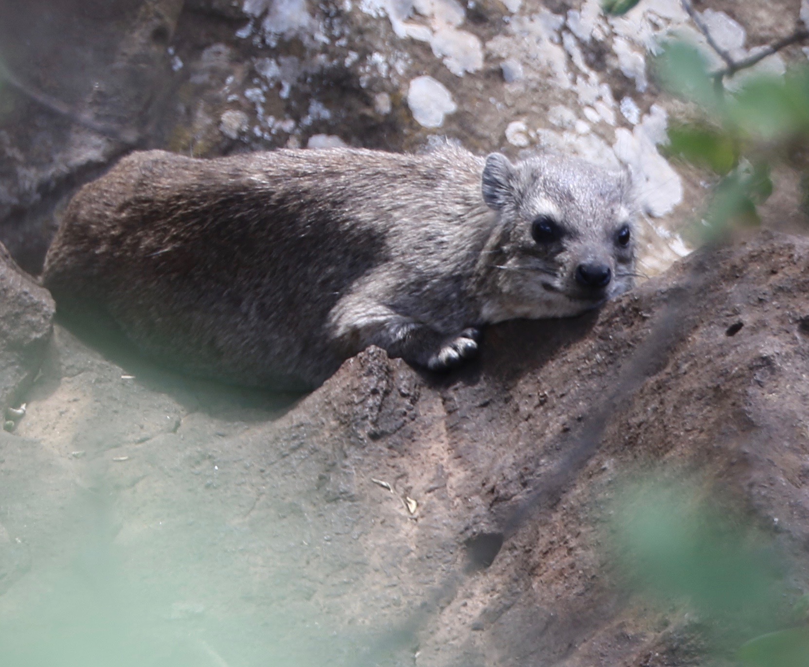 Image of Rock Hyrax