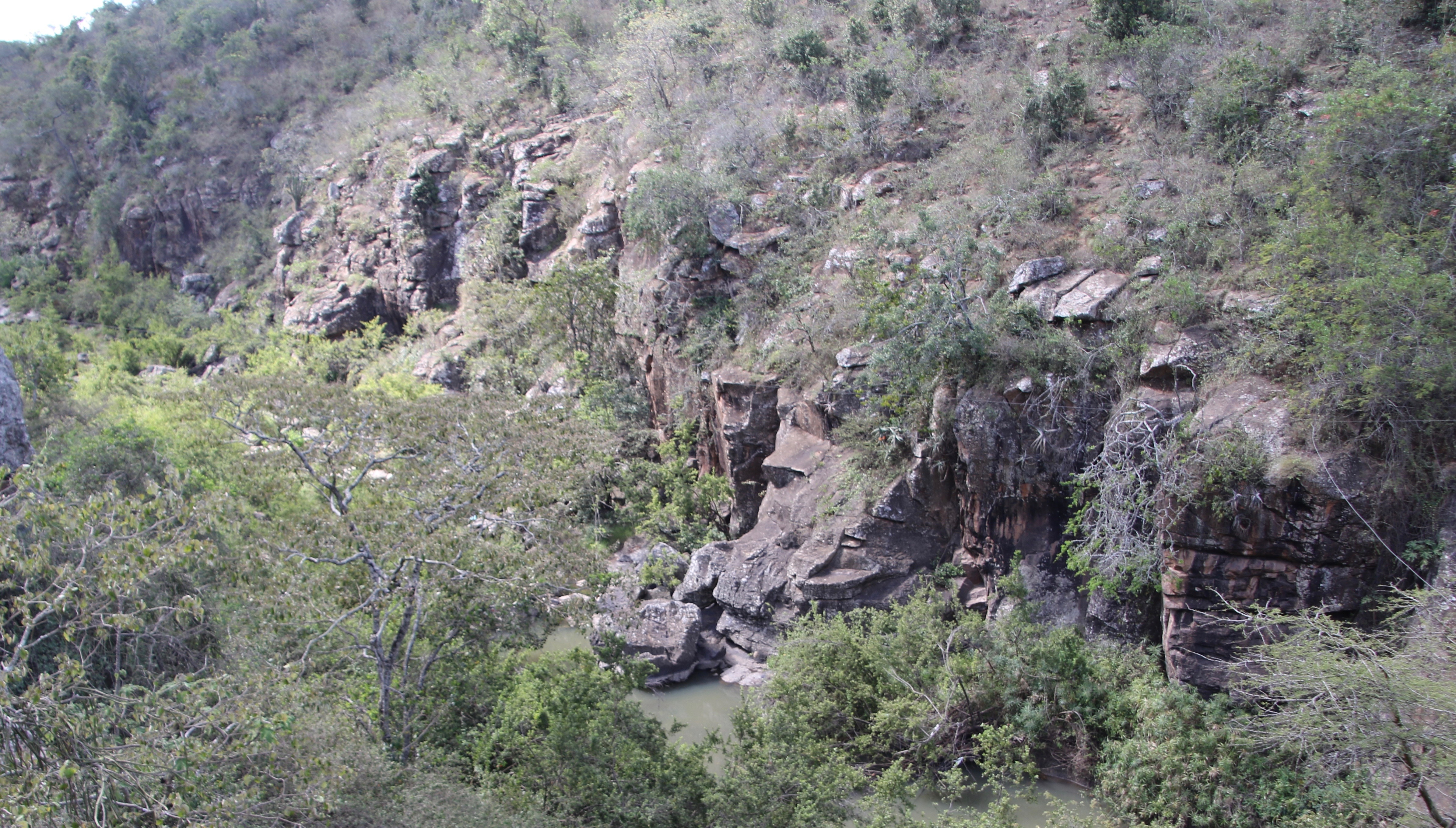 Image of Rock Hyrax