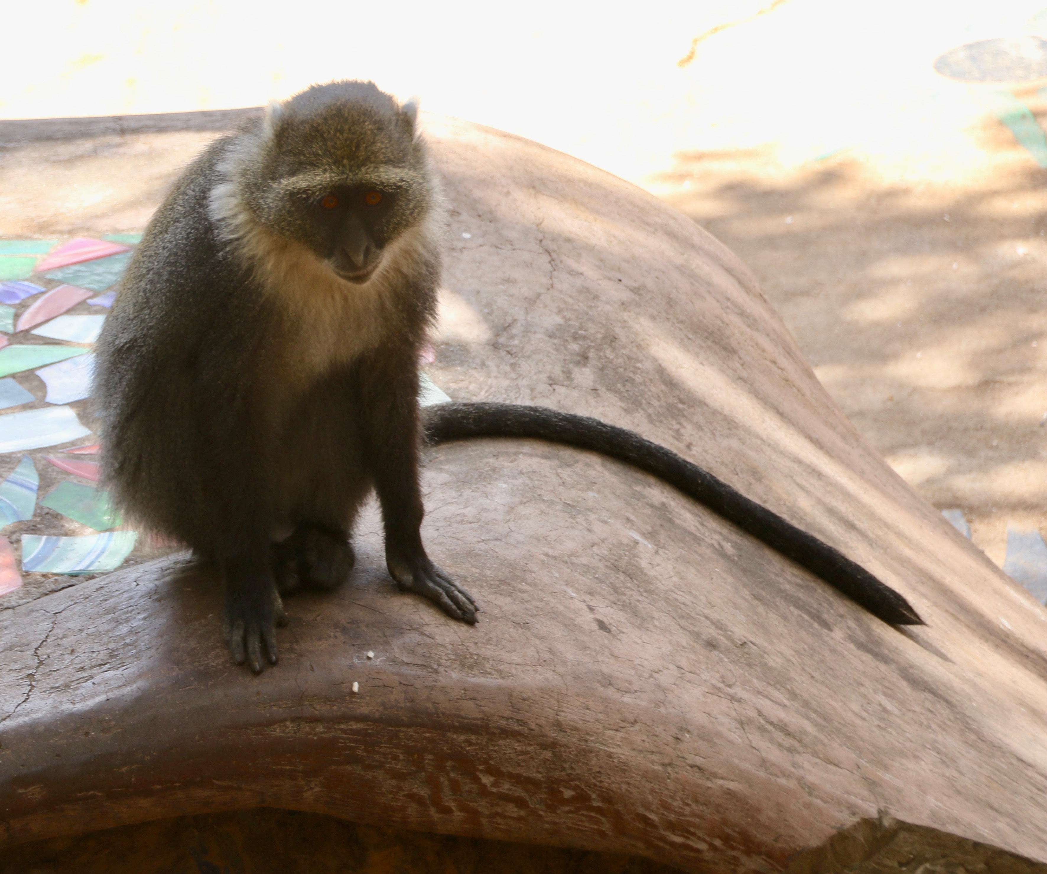 Image of Samango Monkey -- Sykes' Monkey