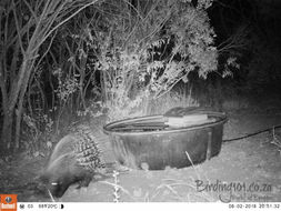 Image of African Porcupine