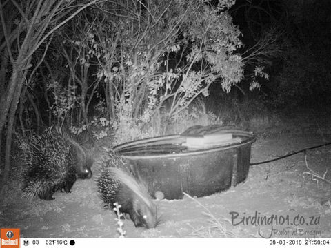 Image of African Porcupine