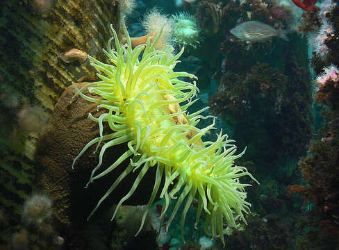 Image of sea anemones