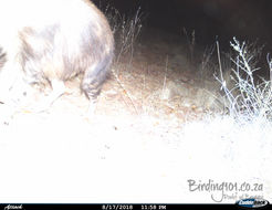 Image of Brown Hyena -- Brown Hyaena