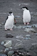 Plancia ëd Pygoscelis antarcticus (Forster & JR 1781)