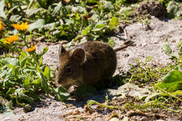 Image of Littledale's Whistling Rat -- Littledale's Whistling Rat