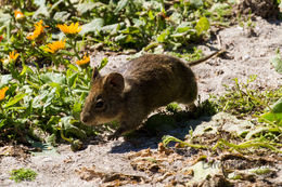 Image of Littledale's Whistling Rat -- Littledale's Whistling Rat