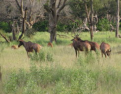 Imagem de Damaliscus lunatus (Burchell 1823)