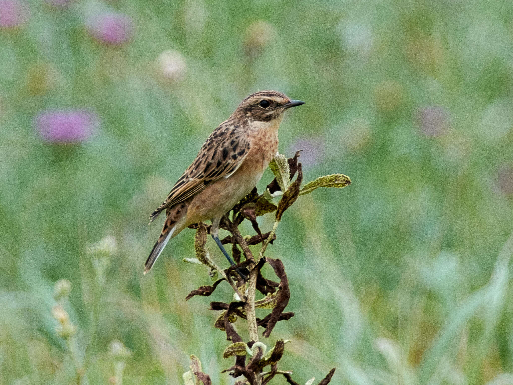 Image of Whinchat