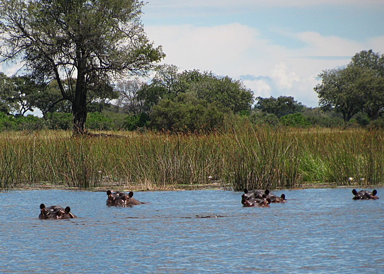 Image of Common Hippopotamus