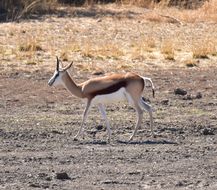 Image of Springbok