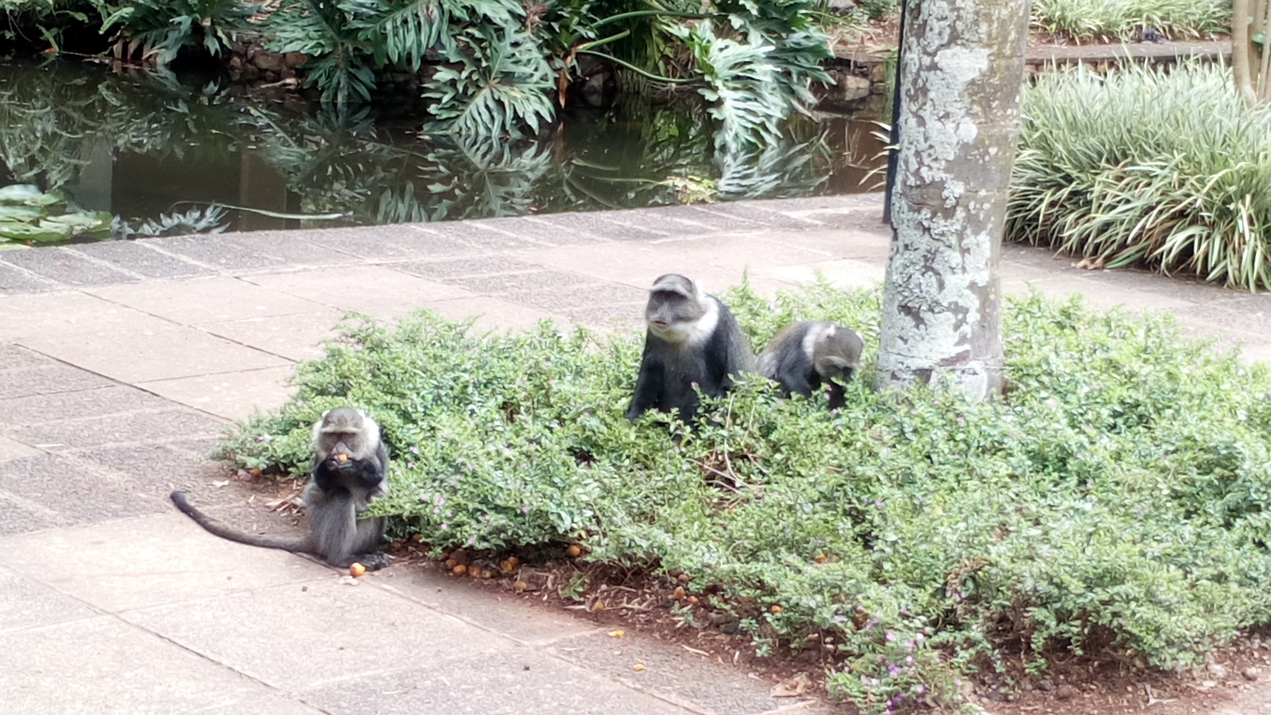 Image of Samango Monkey -- Sykes' Monkey