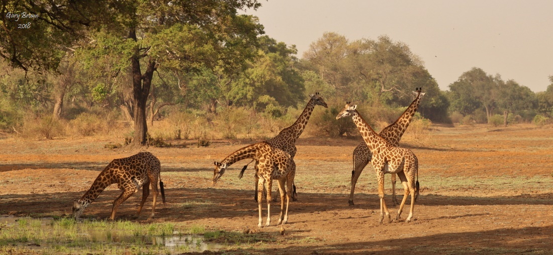 Image of Rhodesian Giraffe -- Luangwa Giraffe