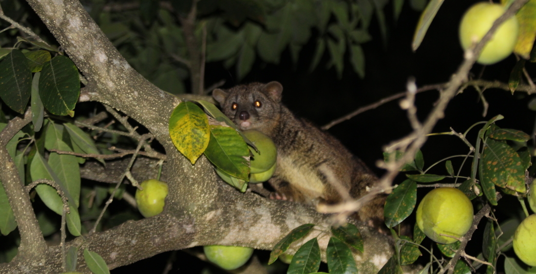 Image of African palm civets