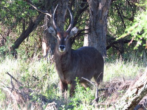 Image of Ellipsen Waterbuck