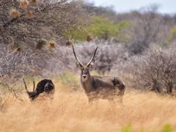 Image of Ellipsen Waterbuck