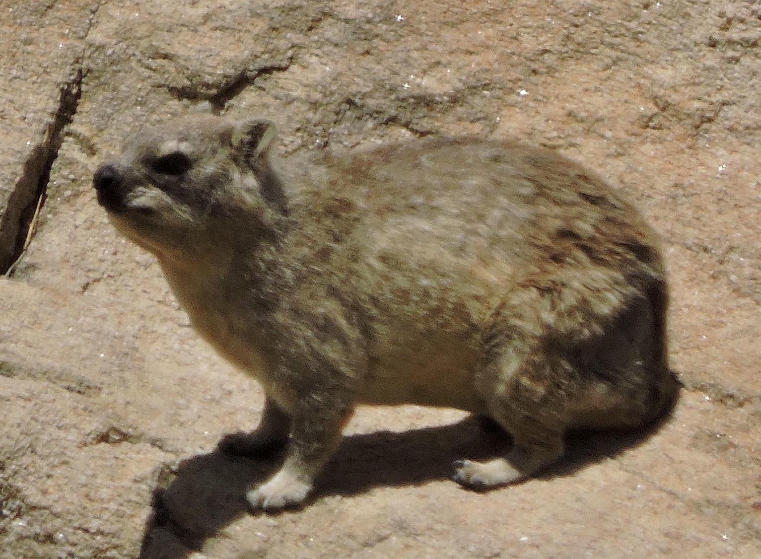 Image of Rock Hyrax