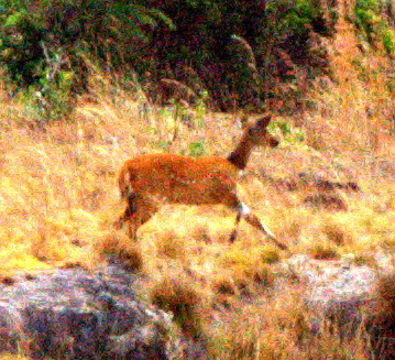 Image of Bushbuck