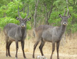 Image of Ellipsen Waterbuck