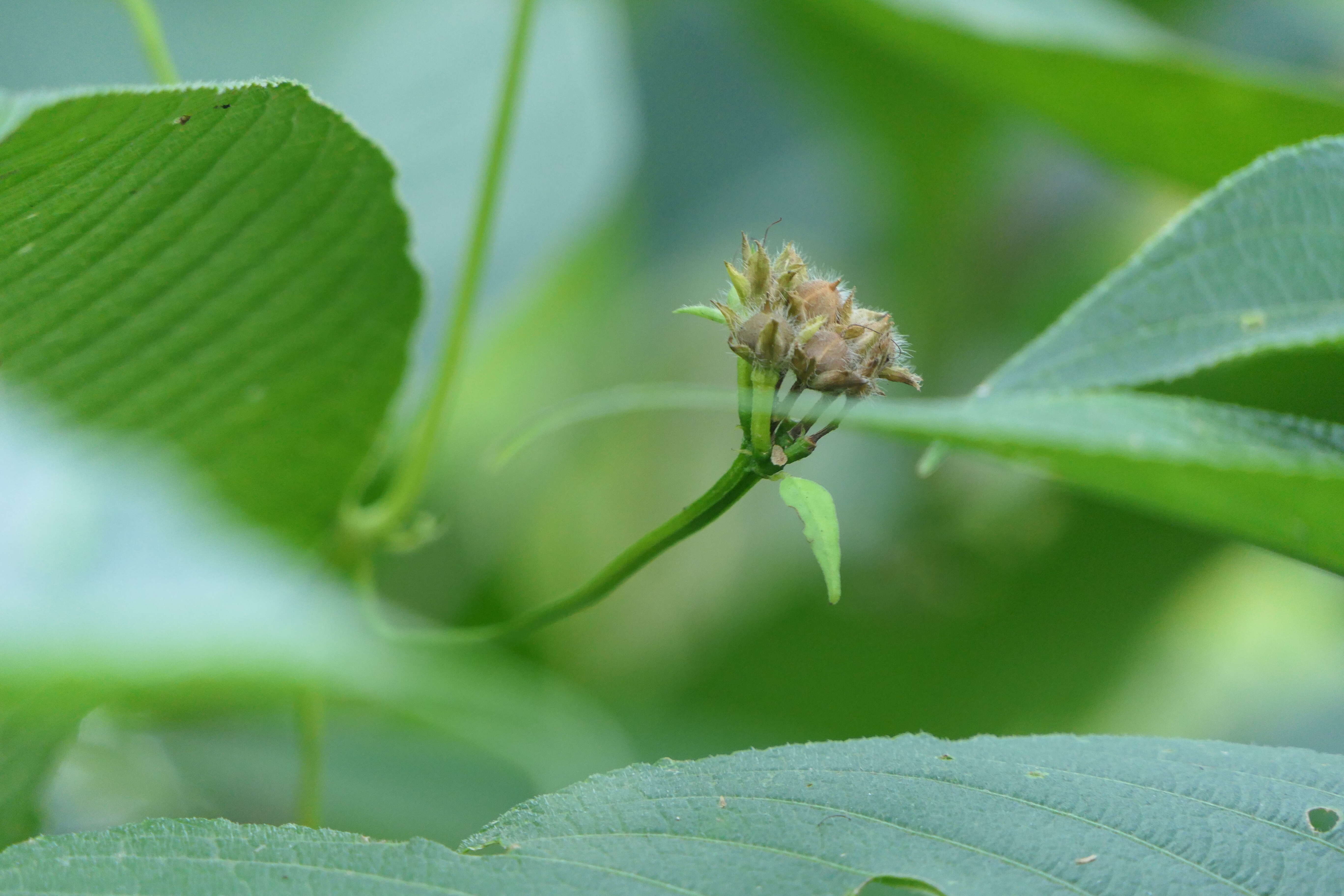 Plancia ëd Ipomoea triloba L.