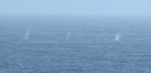 Image of Southern Right Whale