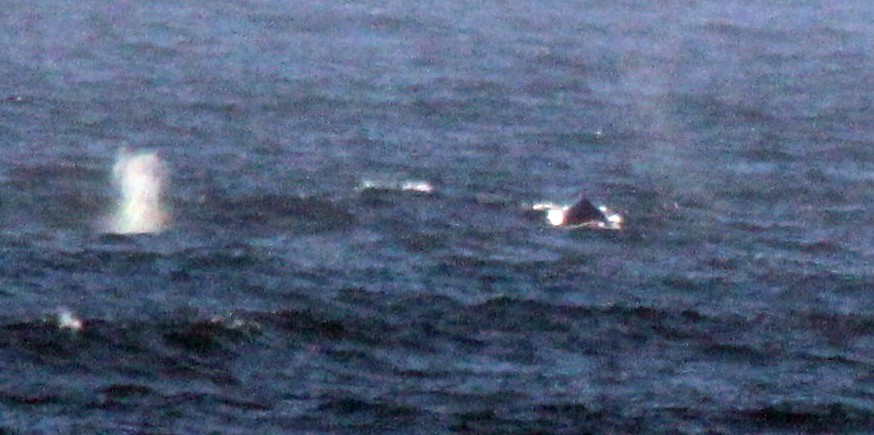 Image of Southern Right Whale