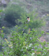 Image of Common Stonechat