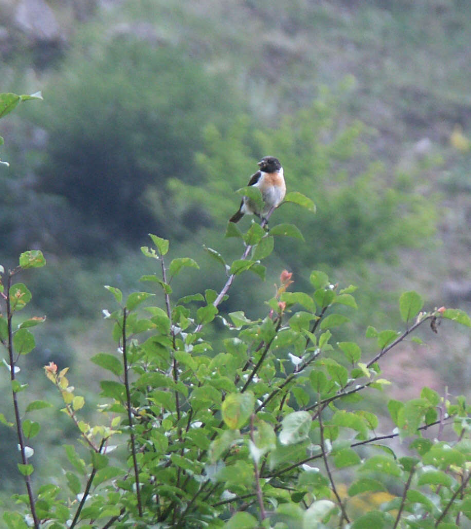 Image of Common Stonechat