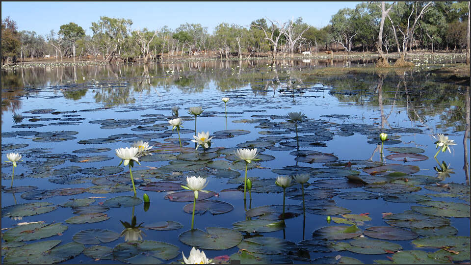 Image of waterlilies