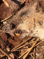 Image of Southern Giant Pouched Rat