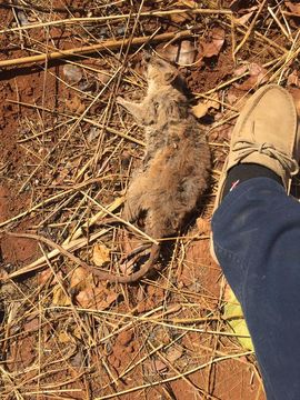 Image of Southern Giant Pouched Rat