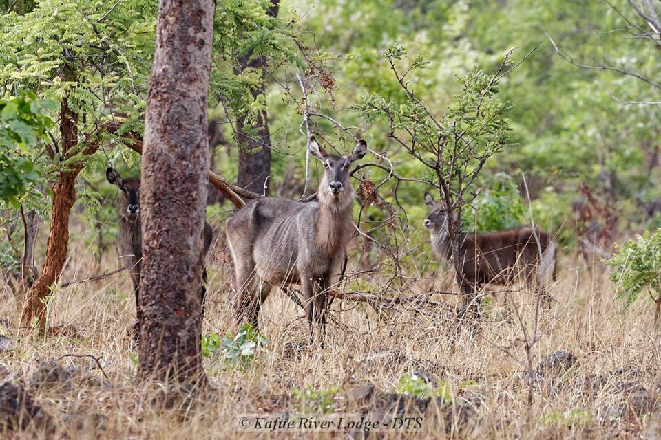 Image of Ellipsen Waterbuck