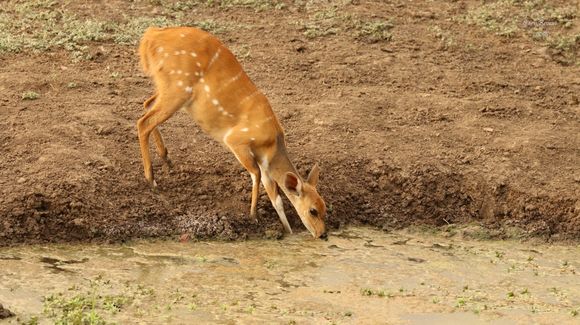 Image of Bushbuck