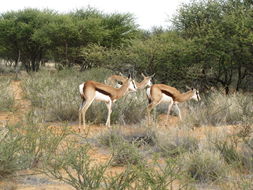 Image of Springbok