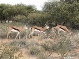 Image of Springbok