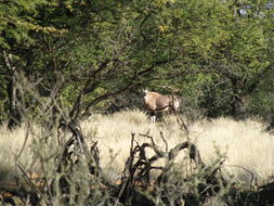 Image of Gemsbok