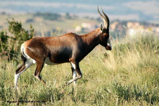 Image of Blesbok