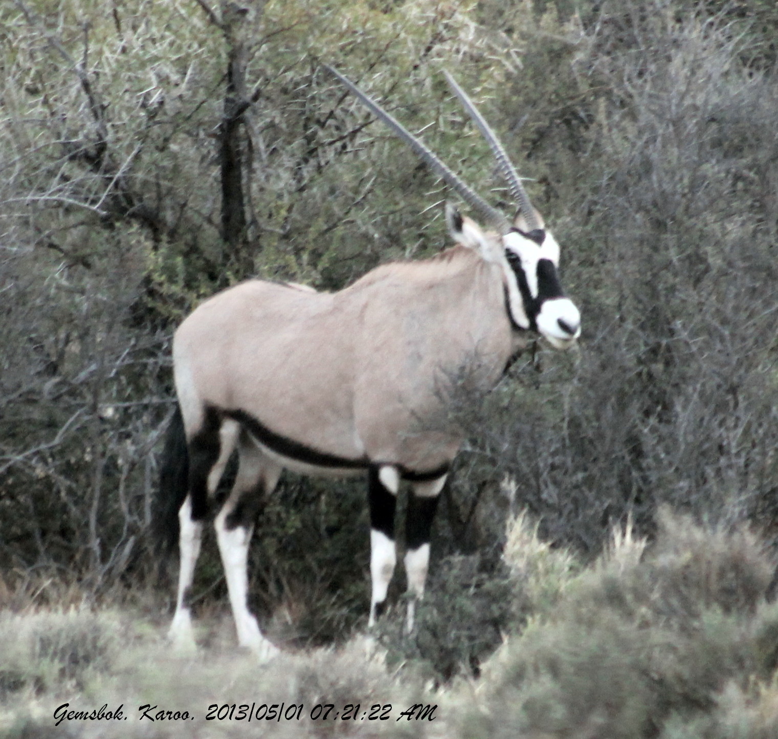 Image of Gemsbok