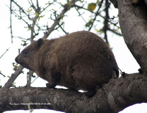 Image of Rock Hyrax