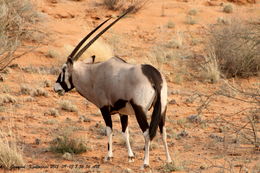 Image of Gemsbok