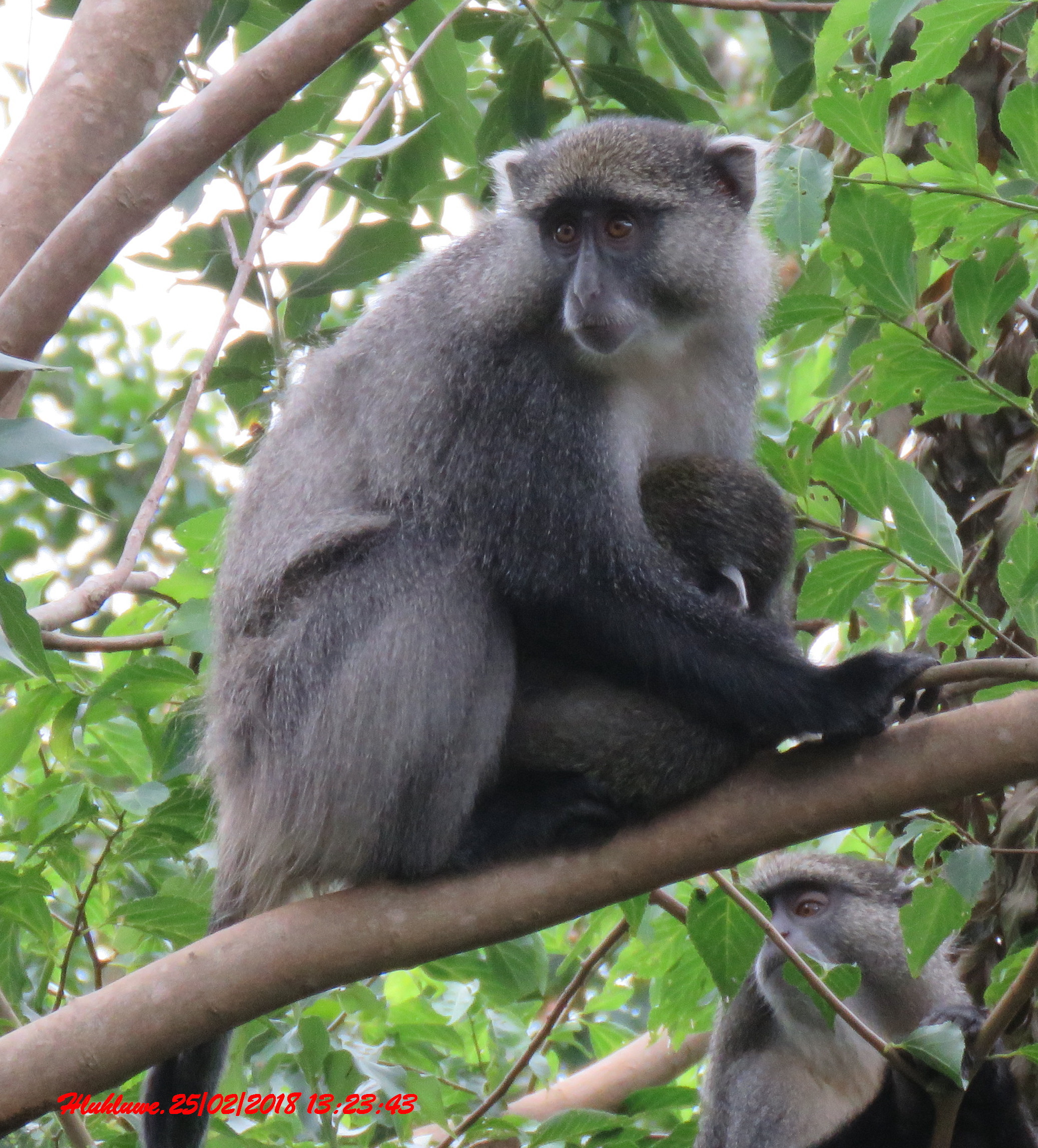 Image of Samango Monkey -- Sykes' Monkey