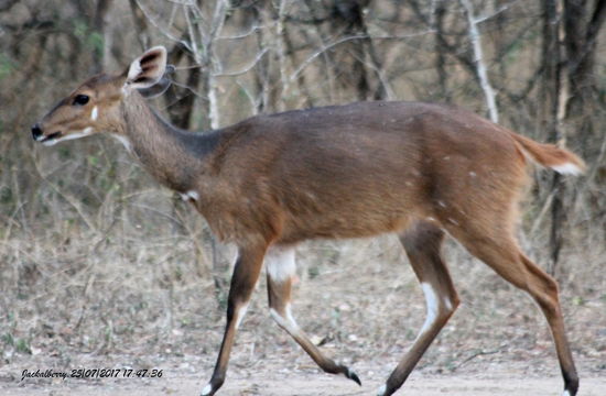 Image of Bushbuck