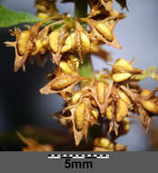 Rumex palustris Sm. resmi